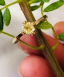 Rose Gold Solitair Ring